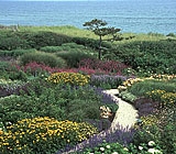 Patchwork quilt of perennials, Sagaponack, NY