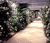 Climbing Roses, Watermill, NY
