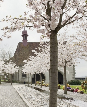 Gemeinschaftsgrab Friedhof St. Michael, Zug